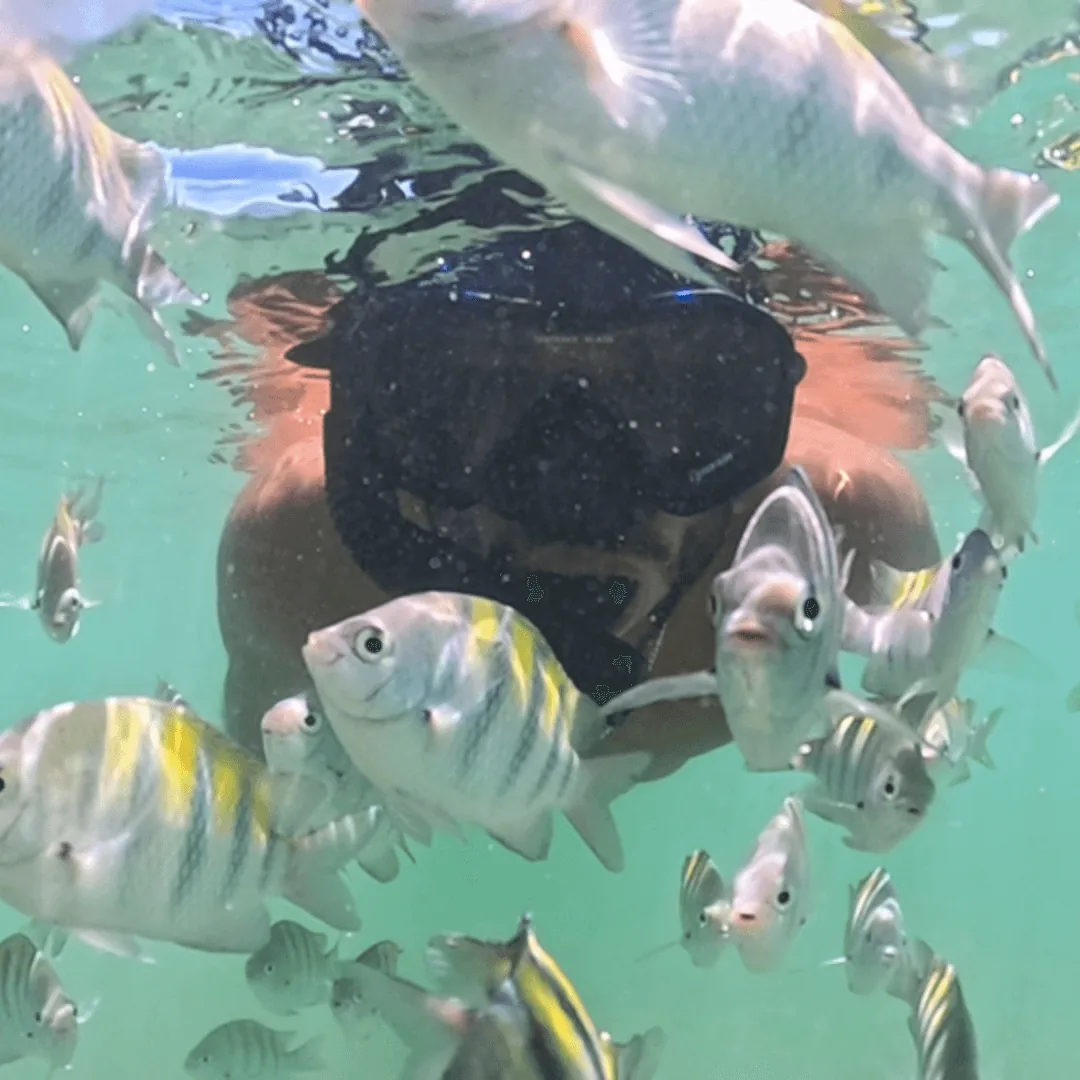 Pessoa fazendo snorkel com peixes no Recife de Fora