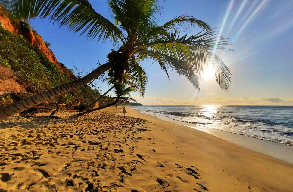 Coqueiros e praia iluminados pelo amanhecer na Praia do Espelho
